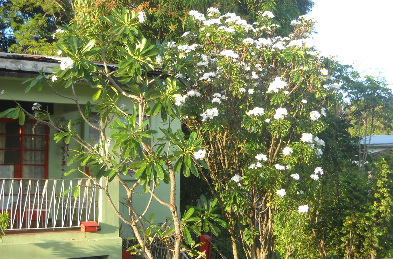 01 Real (left) + false frangipani. Circular Road, San Fernando, Trinidad, TT. 01_real+false frangipani_circular road_san Fernando_trinidad_tt_20100222_DSCN2056_tobagojo@gmail.com_1366w_900h